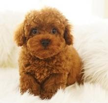 Puppies for sale poodle - United Kingdom, Grimsby