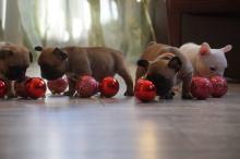 Puppies for sale bull terrier, french bulldog - Netherlands, Eindhoven