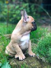 Puppies for sale bull terrier, french bulldog - Spain, Cordoba