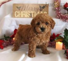 Puppies for sale toy-poodle - Portugal, Faro