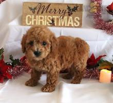 Puppies for sale toy-poodle - Russia, Moscow