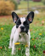 Puppies for sale french bulldog - USA, California, Los Angeles