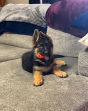 Puppies for sale german shepherd dog - Luxembourg, Luxembourg