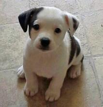 Puppies for sale jack russell terrier - Netherlands, Eindhoven. Price 10 $