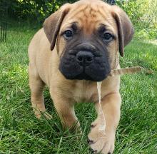 Puppies for sale bullmastiff - United Kingdom, Nottingham