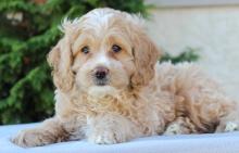 Puppies for sale , cockapoo - Slovakia, Cheb