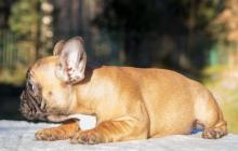 Puppies for sale french bulldog - Italy, Leche