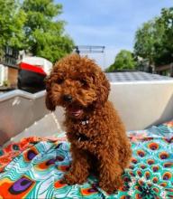 Puppies for sale , poodle - France, Grenoble