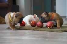 Puppies for sale french bulldog - Netherlands, Rotterdam