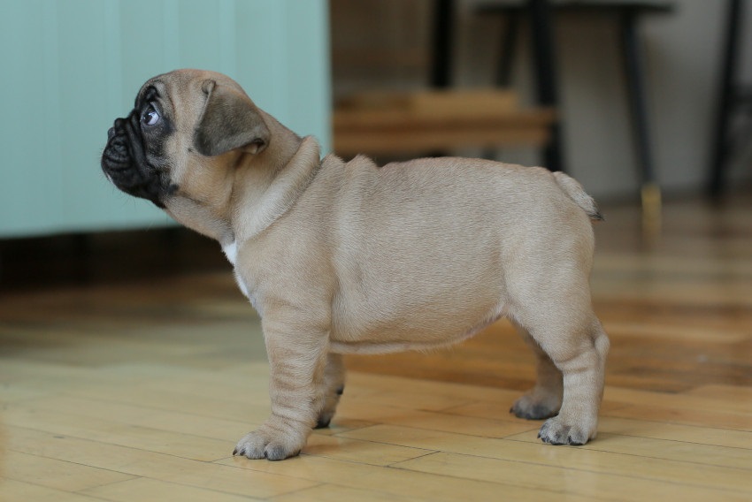 Puppies for sale french bulldog - Italy, Rome