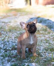 Puppies for sale french bulldog - Belgium, Bruges