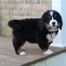 Puppies for sale bernese mountain dog - Netherlands, Amsterdam