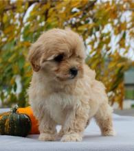 Puppies for sale , havapoo - Netherlands, Enschede