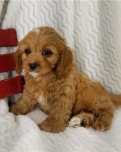 Puppies for sale , cavapoo - Russia, Eagle