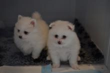 Puppies for sale pomeranian spitz - Finland, Helsinki