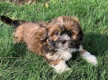 Puppies for sale lhasa apso - Germany, Leipzig