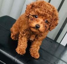 Puppies for sale toy-poodle - Austria, Linz. Price 11 €