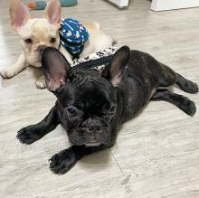 Puppies for sale french bulldog - Malta, Valletta