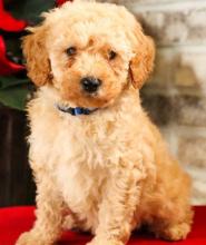 Puppies for sale , cockapoo - Austria, Graz