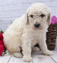 Puppies for sale poodle - Italy, Milan