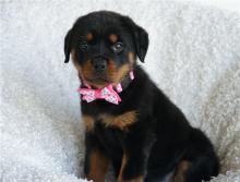 Puppies for sale rottweiler - Ireland, Dublin