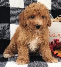 Puppies for sale toy-poodle - Greece, Heraklion