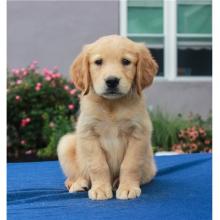 Puppies for sale , golden retriever puppies - Russia, Perm