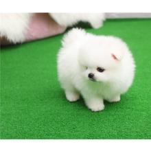 Puppies for sale , pomeranian puppies - Georgia, Rustavi