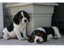 Puppies for sale beagle - Cyprus, Paphos