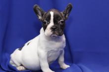 Puppies for sale french bulldog - Cyprus, Nicosia