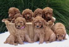 Puppies for sale poodle - Canada, Saskatchewan