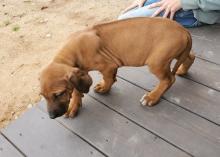 Puppies for sale rhodesian ridgeback - Cyprus, Limassol. Price 155 €