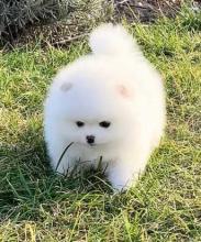 Puppies for sale pomeranian spitz, pomeranian - United Kingdom, Belfast