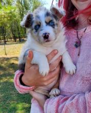 Puppies for sale australian shepherd - Ireland, Dublin. Price 155 €