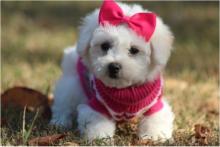 Puppies for sale bichon - Cyprus, Protaras