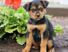 Puppies for sale rottweiler - Cyprus, Larnaca