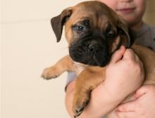 Puppies for sale bullmastiff - Cyprus, Paphos