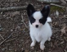 Puppies for sale other breed, papillon - Cyprus, Ayia Napa