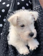 Puppies for sale other breed, scottish terrier - Cyprus, Larnaca