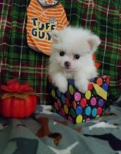 Puppies for sale pomeranian spitz - Cyprus, Nicosia