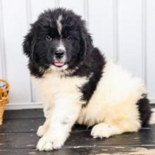 Puppies for sale newfoundland - Germany, Hannover