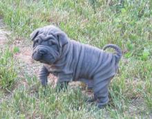 Puppies for sale shar pei - Germany, Kayzerslauten. Price 10 €