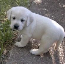 Puppies for sale labrador - Ukraine, Luck