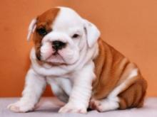 Puppies for sale english bulldog - Russia, Chelyabinsk