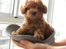 Puppies for sale poodle - Finland, Alajarvi