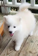 Puppies for sale , pomsky - Canada, Alberta, Edmonton