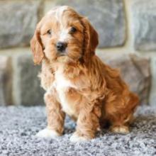 Puppies for sale , cockapoo - Canada, Alberta, Calgary