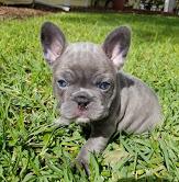 Puppies for sale french bulldog - Ukraine, Kiev