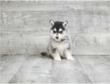 Puppies for sale other breed, pomsky - Cyprus, Larnaca