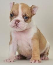 Puppies for sale english bulldog - Canada, Alberta